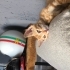 Minik kedimize acil yuva fotoğraf