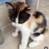 ŞANS GETİRDİĞİNE INANILAN CALICO KIZIMIZ KARMA AŞISI YAPILDI fotoğraf
