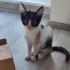 ŞANS GETİRDİĞİNE INANILAN CALICO KIZIMIZ KARMA AŞISI YAPILDI fotoğraf