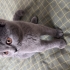 British shorthair 4 aylık yavru kediler fotoğraf