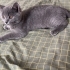 British shorthair 4 aylık yavru kediler fotoğraf