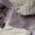 British shorthair 4 aylık yavru kediler fotoğraf