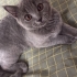 British shorthair 4 aylık yavru kediler fotoğraf