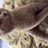 British shorthair 4 aylık yavru kediler fotoğraf