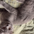 British shorthair 4 aylık yavru kediler fotoğraf