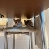 KARDEŞ KEDİLER YUVA İLANI fotoğraf