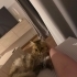 Ücretsiz Sahiplendirme fotoğraf