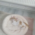 Oyuncu Yavru Kedi fotoğraf