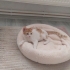 Oyuncu Yavru Kedi fotoğraf