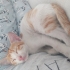Oyuncu Yavru Kedi fotoğraf