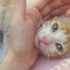 Oyuncu Yavru Kedi fotoğraf