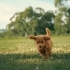 🎉ÜCRETSİZ SAHİPLENDİRME TOY POODLE YAVRULARI fotoğraf