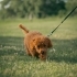 🎉ÜCRETSİZ SAHİPLENDİRME TOY POODLE YAVRULARI fotoğraf