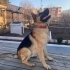 Max İçin Kalıcı ve Sevgi Dolu Bir Yuva Arıyoruz 🐾 fotoğraf