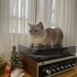 Dişi british kedi fotoğraf