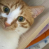 MARS EV KEDİSİ KISIR ERKEK ÖMÜRLÜK YUVA ARIYOR fotoğraf