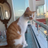 MARS EV KEDİSİ KISIR ERKEK ÖMÜRLÜK YUVA ARIYOR fotoğraf