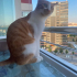MARS EV KEDİSİ KISIR ERKEK ÖMÜRLÜK YUVA ARIYOR fotoğraf