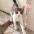 Zeze 3 aylık sakin mizaçlı bir erkek, bilinçli sorumluluk sahibi evini arıyorum fotoğraf