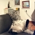 EN CANA YAKIN KEDİ fotoğraf