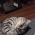 EN CANA YAKIN KEDİ fotoğraf