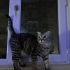 EN CANA YAKIN KEDİ fotoğraf
