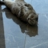EN CANA YAKIN KEDİ fotoğraf