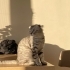 EN CANA YAKIN KEDİ fotoğraf