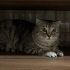 EN CANA YAKIN KEDİ fotoğraf