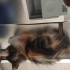 Yavru Sahiplendirme fotoğraf