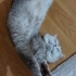 Yoga arkadaşı ister misiniz? fotoğraf