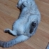 Yoga arkadaşı ister misiniz? fotoğraf