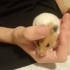 Minik hamster sahiplendirme fotoğraf