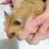 Minik hamster sahiplendirme fotoğraf