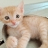 Miniklere Yuva Arıyoruz (Kırıkkale) fotoğraf