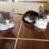 Miniklere Yuva Arıyoruz (Kırıkkale) fotoğraf