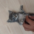 Yolda bulduğum annesiz erkek yavru kediye kalıcı yuva arıyorum fotoğraf