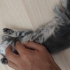 Yolda bulduğum annesiz erkek yavru kediye kalıcı yuva arıyorum fotoğraf