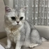 İSTANBUL 5.LEVENT LUCAS ÖMÜRLÜK YUVASINI ARIYOR fotoğraf