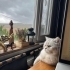 İSTANBUL 5.LEVENT LUCAS ÖMÜRLÜK YUVASINI ARIYOR fotoğraf