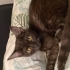 Zeytin kızıma yuva arıyorum acıl bi şekilde fotoğraf