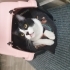 Çeyizli sevimli bir kedi, sevgi dolu bir aile arıyor. fotoğraf