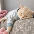 Acil british shorthair ömürlük yuva arıyoruz fotoğraf