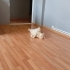 Acil british shorthair ömürlük yuva arıyoruz fotoğraf