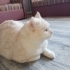 Acil british shorthair ömürlük yuva arıyoruz fotoğraf