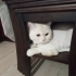 Acil british shorthair ömürlük yuva arıyoruz fotoğraf