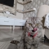 Acil Diyarbakır sahiplendirme (ücretsiz) fotoğraf