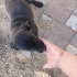 Cane corsa melezi fotoğraf