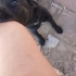 Cane corsa melezi fotoğraf