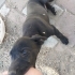 Cane corsa melezi fotoğraf